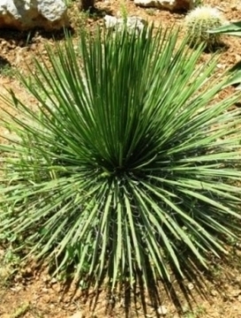 AGAVE Geminiflora